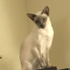 Meet your Posher, Janet